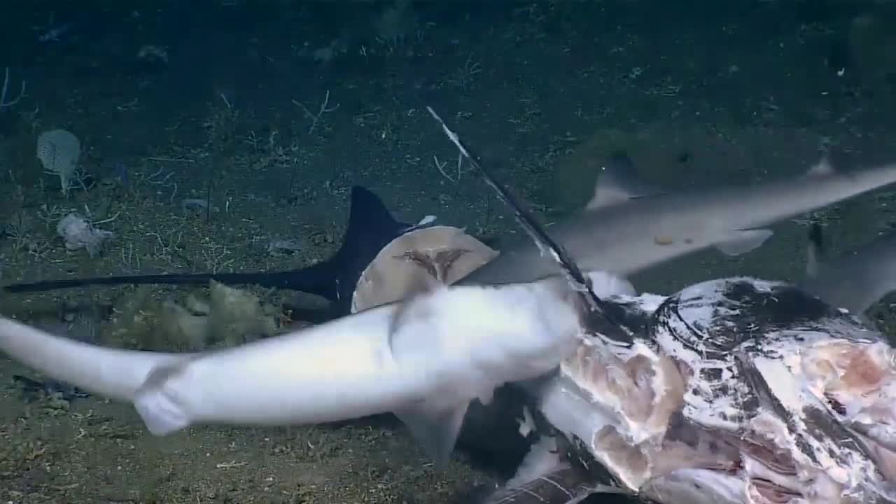 Un mérou avale un requin