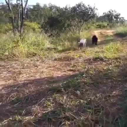 Un chien rentre de sa balade avec un nouvel ami