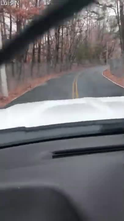 Des cerfs sautent sur un grillage en traversant une route