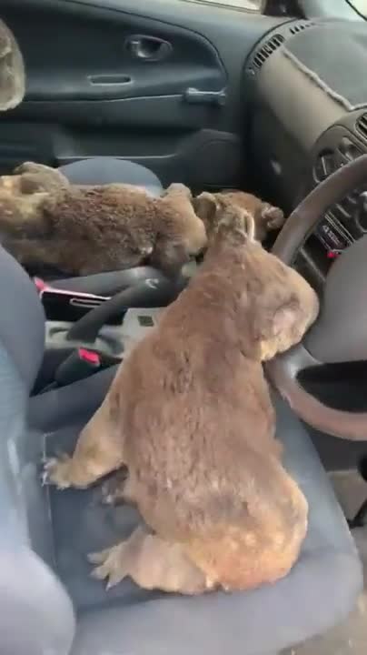 Un australien protège des koalas en les mettant dans sa voiture