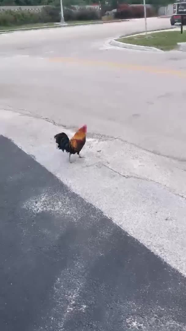 Des poules font un raid dans un KFC