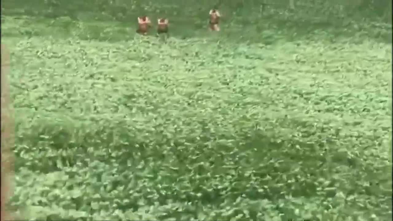 Un suspect se cache dans un champ de maĂŻs