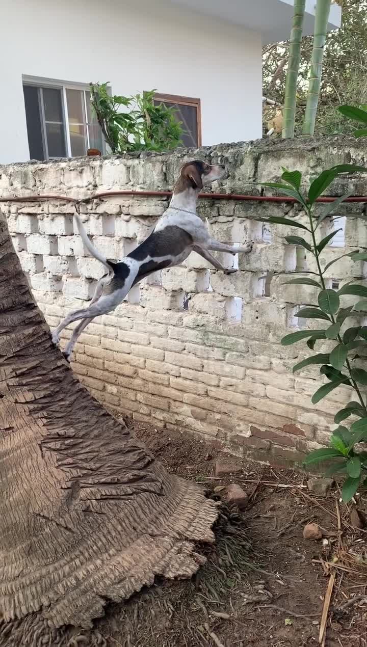Un chien a une drôle de technique pour regarder chez les voisins