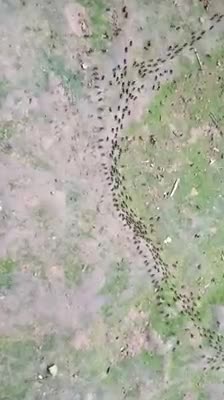 Des termites et des fourmis se font face sans s'attaquer