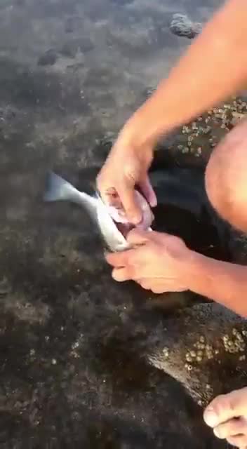Un homme ouvre un poisson mort