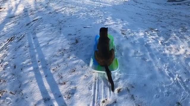 Un chien doué en luge