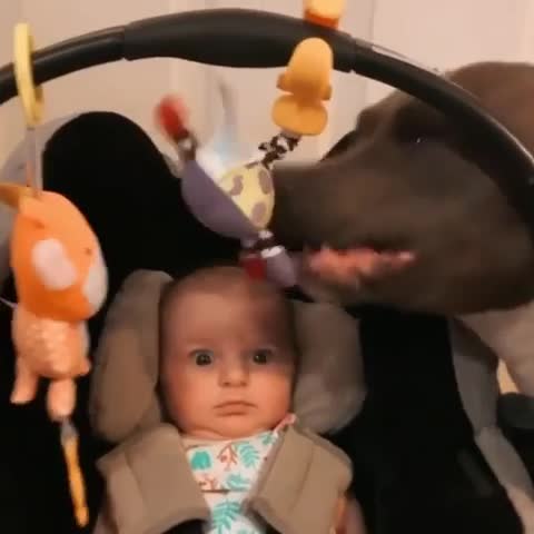 Un bébé découvre le pitbull de la maison