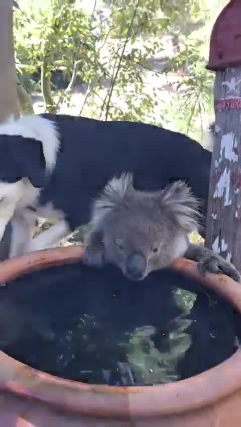 Un koala vient se rafraîchir pendant les incendies en Australie