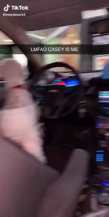 Un chien perd patience dans une voiture
