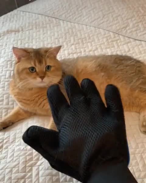 Comment faire un chapeau mexicain à son chat