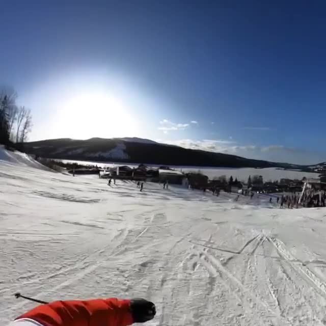 Un élan se balade sur une piste de ski