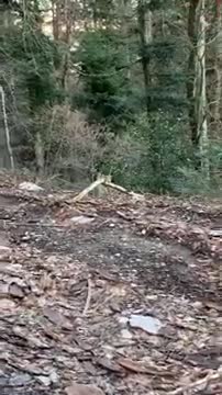 Un homme rencontre un lynx lors d'une balade en VTT dans le massif du Jura