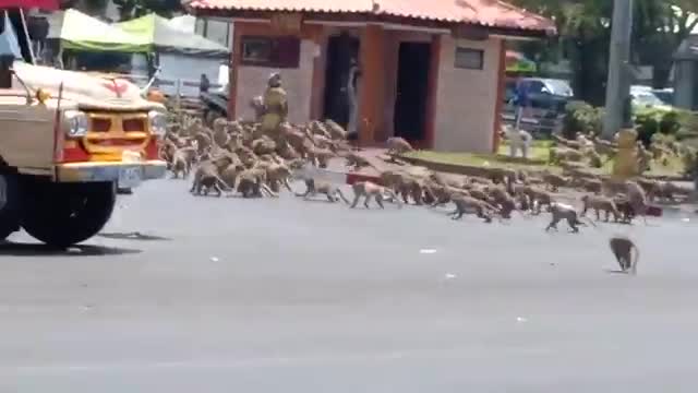 En manque de touristes pour les nourrir, des singes se battent pour une banane (Thailande)