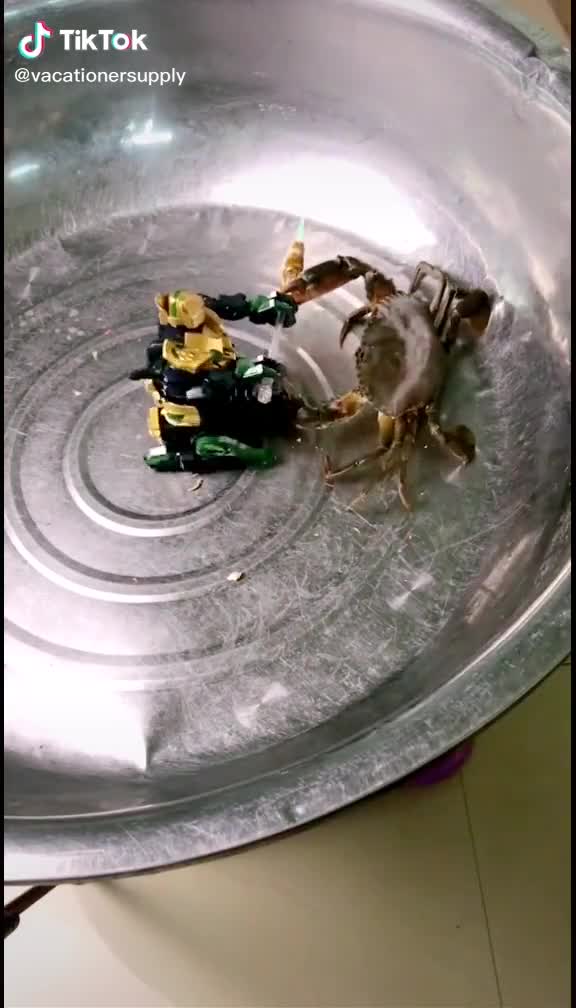 Un crabe se bat contre un robot