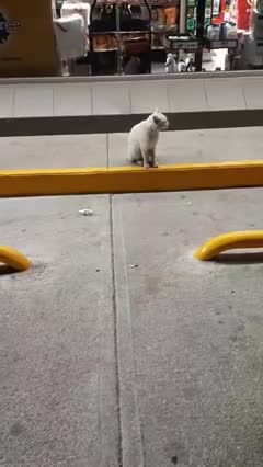 Un chat attend ses friandises devant une superette