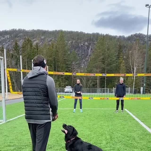 Un chien très doué au volley