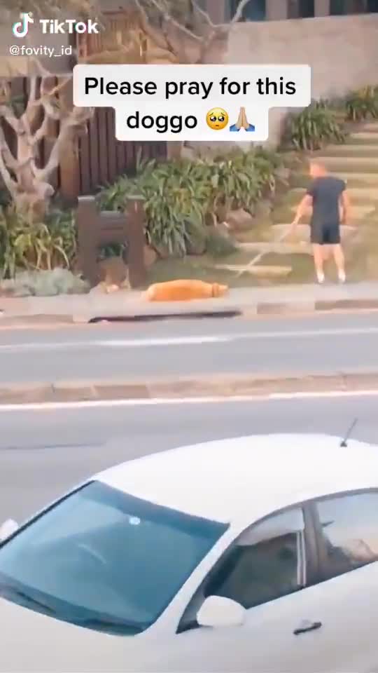 Ce chien fait tout pour pas rentrer de promenade