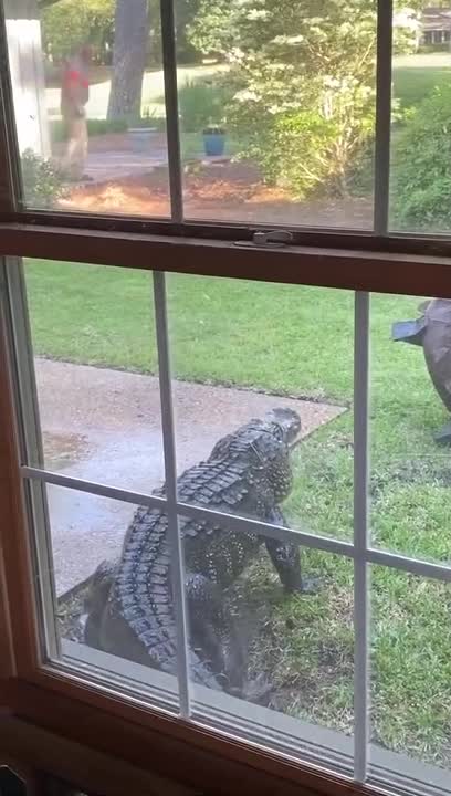 Ils se réveillent avec un gros alligator dans leur jardin (Etats-Unis)