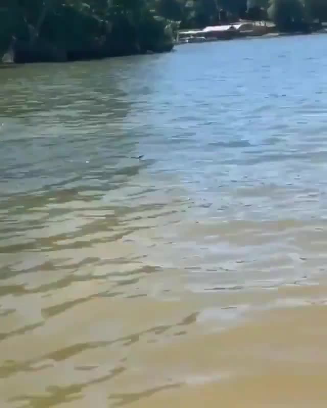 Il attrape un serpent dans l’eau et le jette n'importe où