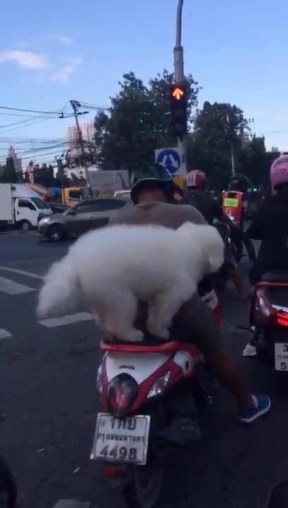 Un chien sur une moto, se lève quand le feu passe au vert