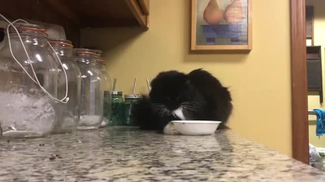 Un chat fait du rangement dans la cuisine