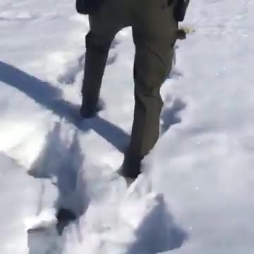 Un garde forestier tire entre deux cerfs pour les séparer (Calgary)