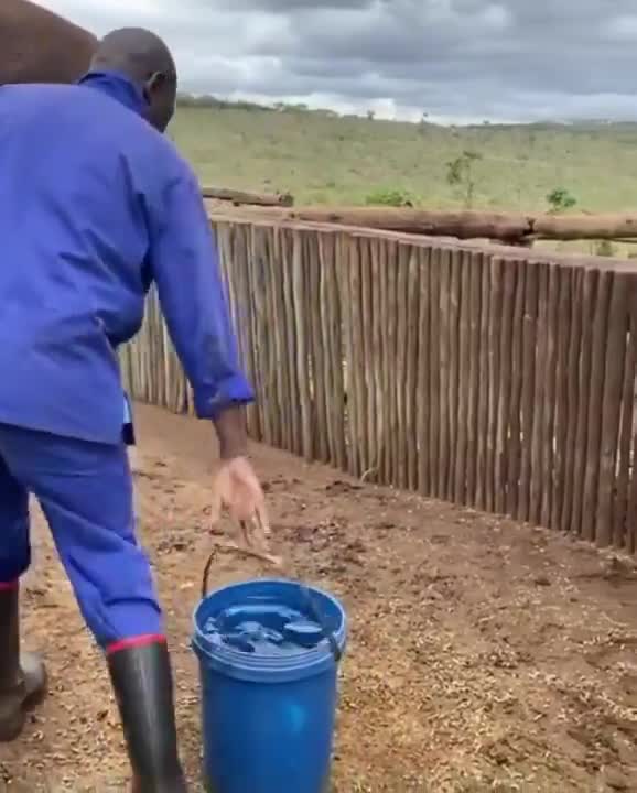 Un éléphant boit 15 litres cul sec