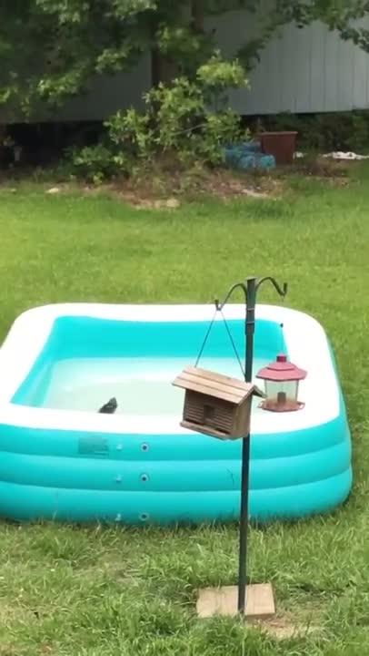 Une fille sauve un écureuil tombé dans une piscine