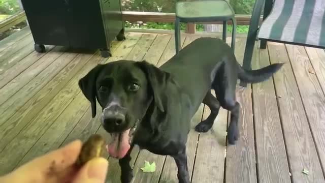 Un chien très doué pour chercher