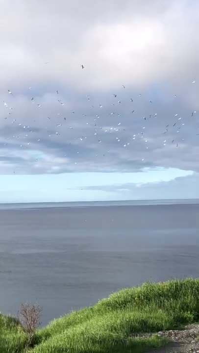 Une nuée d’oiseaux plonge pour pêcher