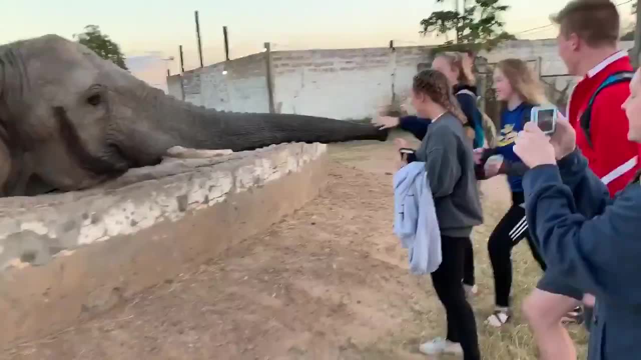Un éléphant met une grosse gifle à une touriste