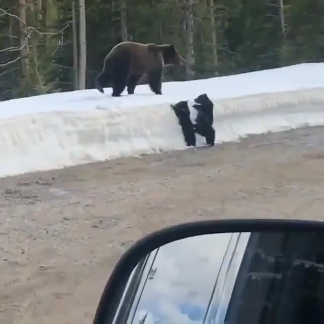 Une maman ours met un coup de pression à un automobiliste