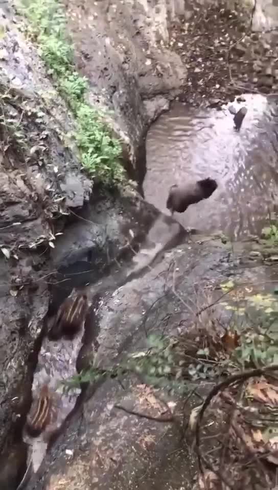 Une famille de sangliers fait du canyoning