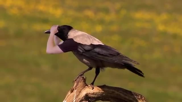 Si les oiseaux avaient des bras