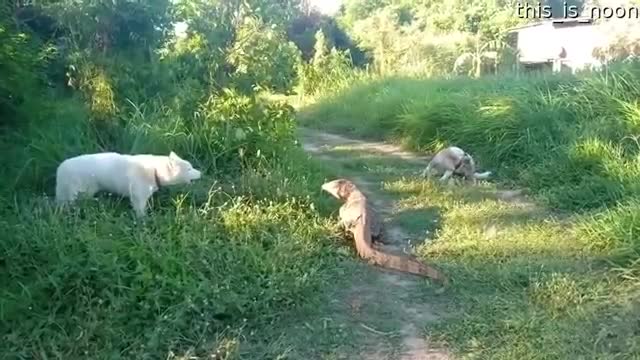 Deux chiens croisent un gros varan (Thailande)