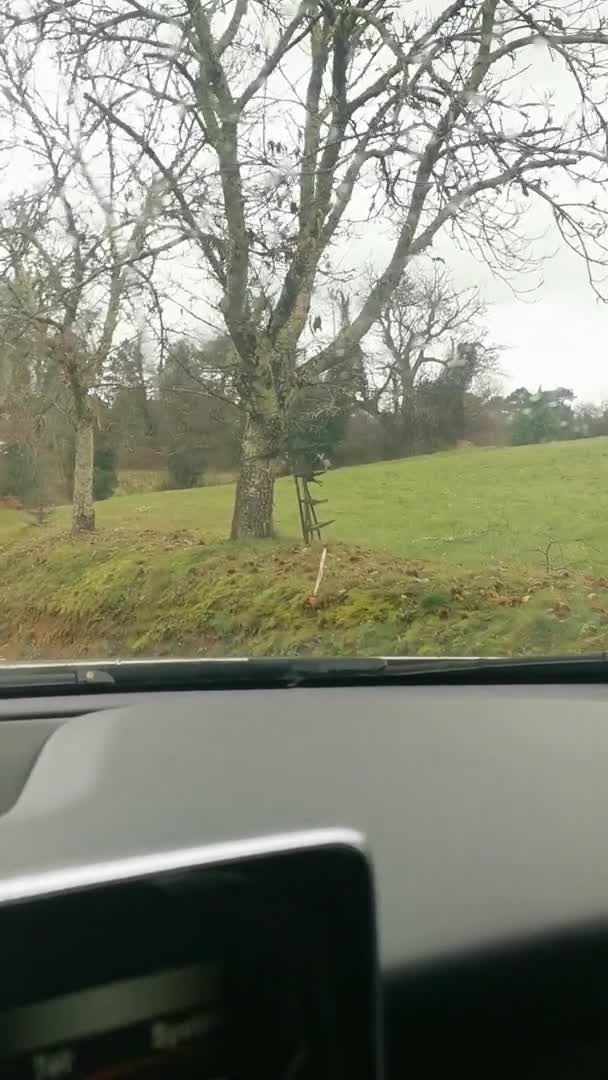 Cet automobiliste français est très heureux de voir des cerfs
