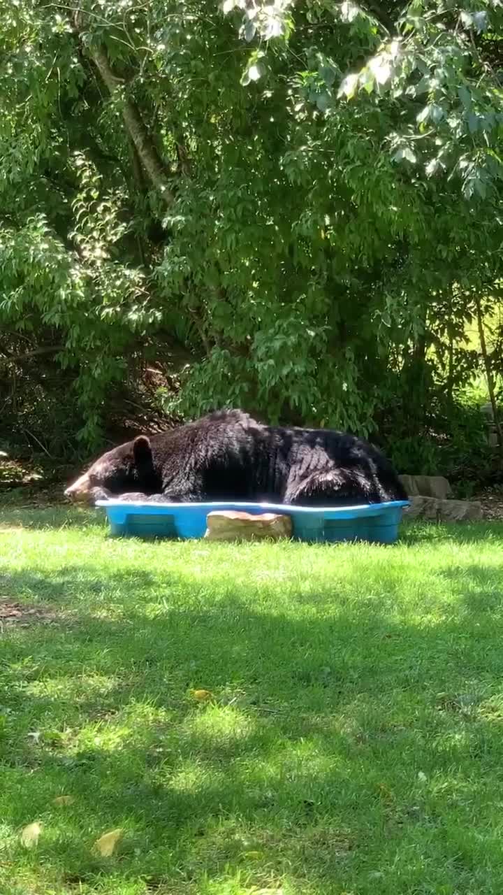 Elle trouve un ours dans son bassin (Floride)