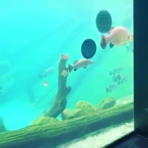 Il saute dans un aquarium pour nager avec les poissons (Sydney) 