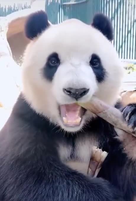 Un panda mange une branche de bambou