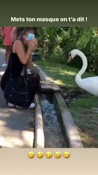 Un cygne éduque une touriste au sujet du masque