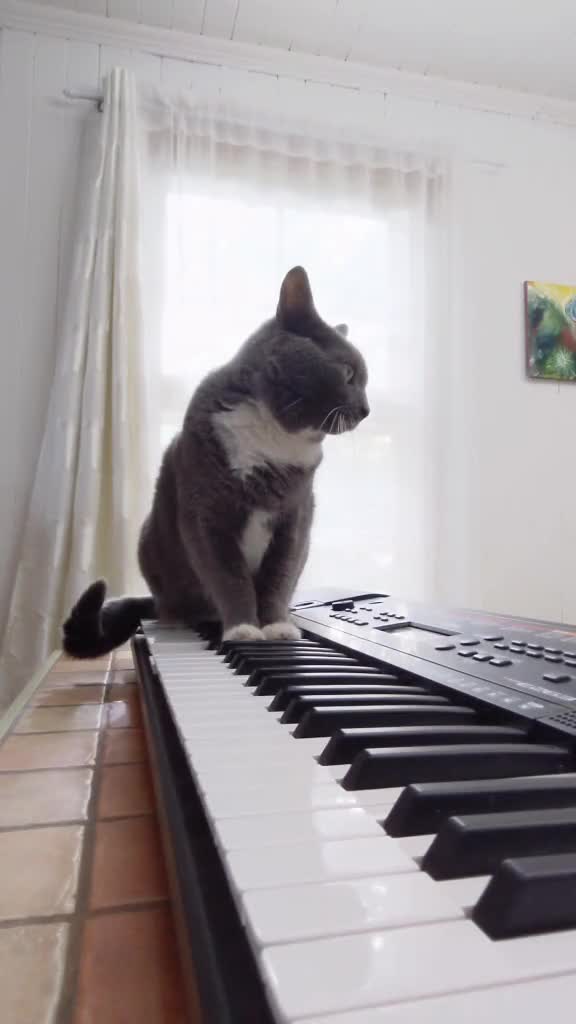 Il accompagne son chat au piano