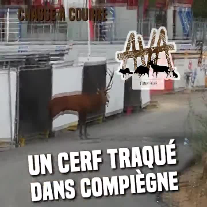 Des chasseurs traquent un cerf en pleine rue (Compiègne)