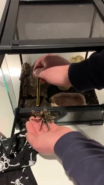 Régis sort sa tarentule de son vivarium