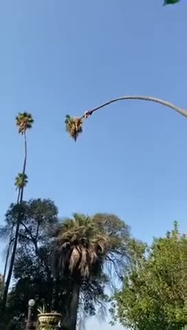 Il coupe le haut d'un palmier et se fait la peur de sa vie