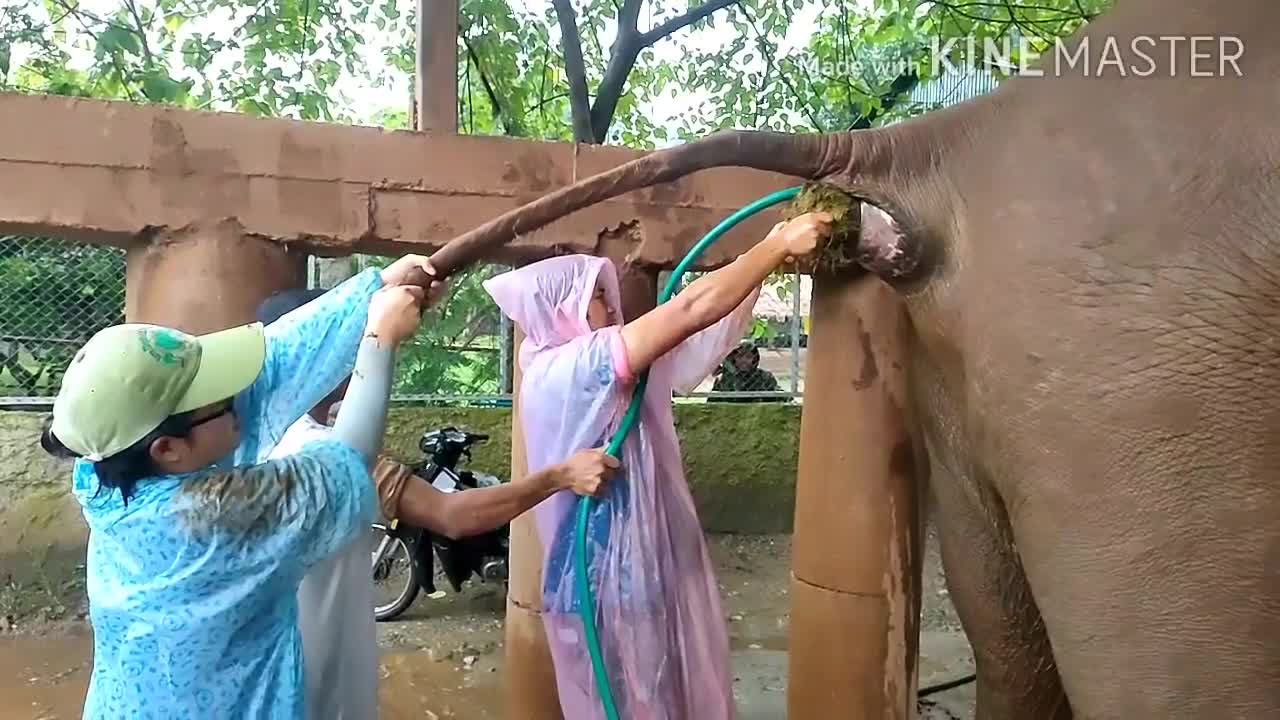 Aider un éléphant après un gros repas mexicain