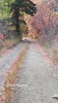 Un randonneur croise un puma