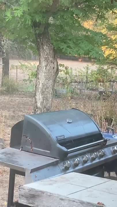 Un oiseau s'est fait un stock de provisions dans son barbecue
