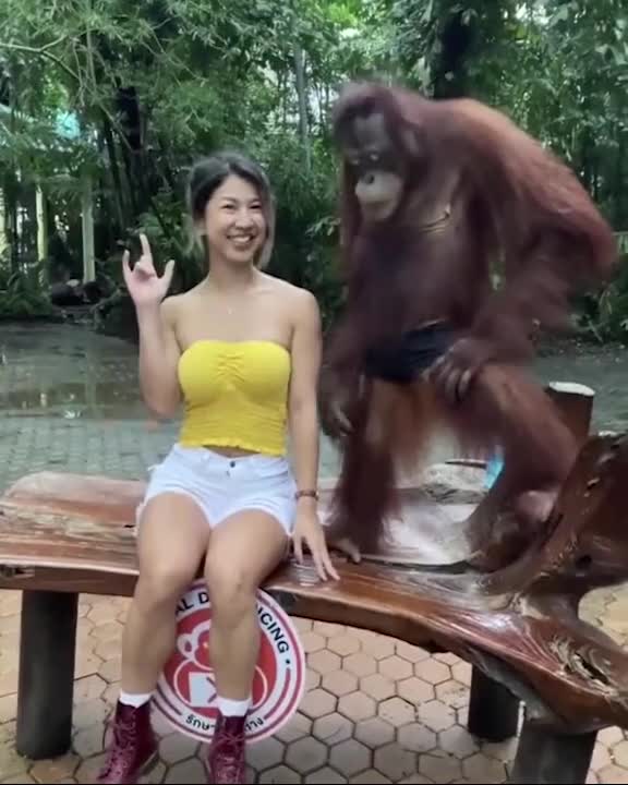 Une touriste prend une photo avec un ourang-outan (ThaĂŻlande)