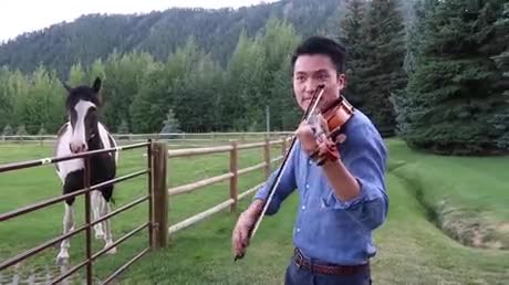 Des chevaux écoutent un homme jouer du violon