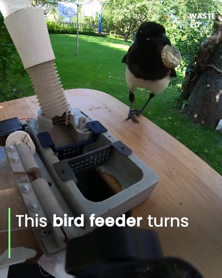 Cette machine incite les pies Ă nous aider Ă recycler